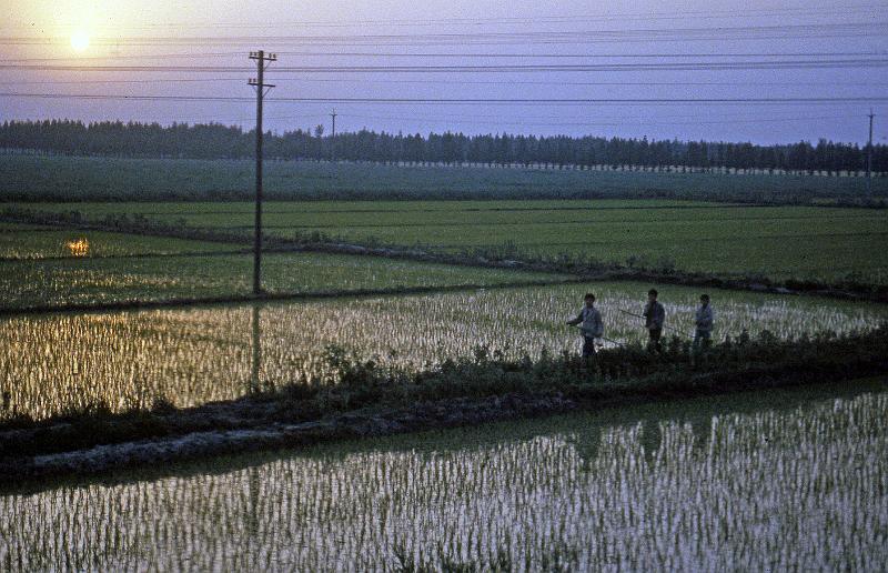 China-22-Seib-1986.jpg - Rice field at the periphery of Shanghai (© Roland Seib)