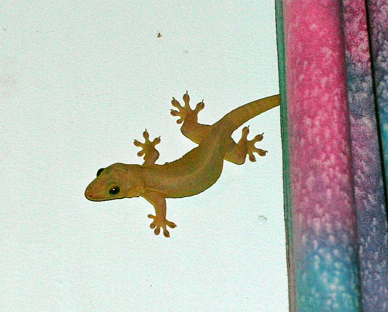 Cook-58-Seib-2011.jpg - Gecko (Photo by Roland Seib)