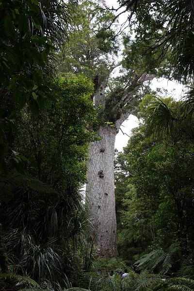 NZ-34-Bertsch-2016.jpg - Kauri Forest (Photo by Johannes Bertsch)