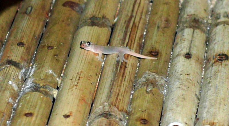 PNG2-35-Seib-2012.jpg - Recently born Gecko (Photo by Roland Seib)