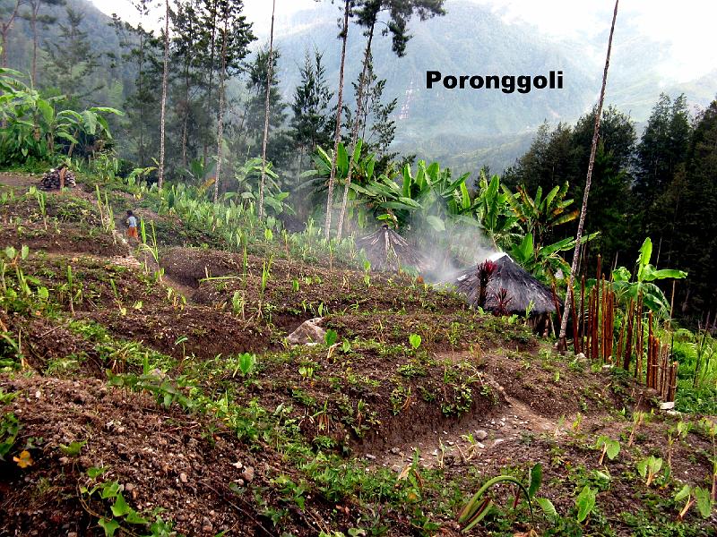Papua1-16-Zoellner.JPG - Sweet potato gardens in Poronggoli, Yahukimo regency, Highlands (2011)(Photo by Siegfried Zöllner)