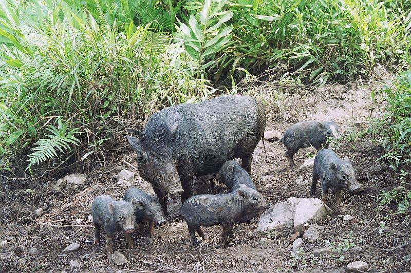 Papua1-19-Zoellner.jpg - Pig ands piglets in Angguruk, Yahukimo regency, Highlands (2008)(Photo by Siegfried Zöllner)