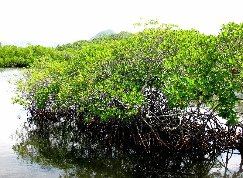 Papua1-72-Zoellner.jpg - Mangroves near Jayapura, Yutefa bay (2011)(Photo by Siegfried Zöllner)