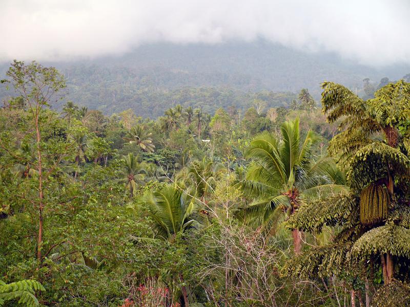Philippines-79-Seib-2012.jpg - Jungle near Makilala (Photo by Roland Seib)