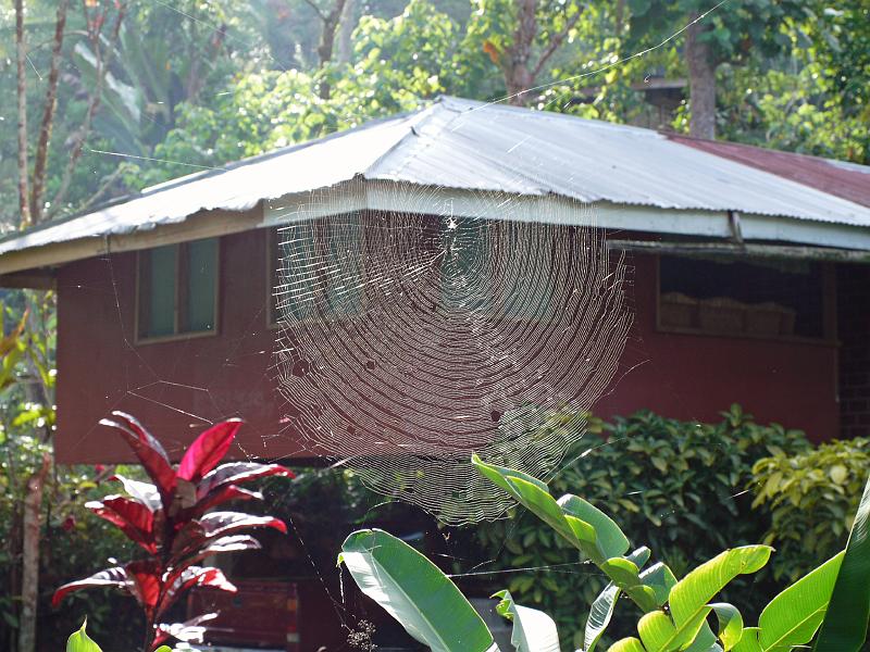 Philippines-81-Seib-2012.jpg - Spider web, Makilala (Photo by Roland Seib)