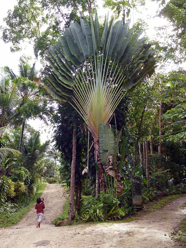 Philippines-82-Gantert-2012.jpg - Traveller´s Tree, Ravenala madagascariensis, Makilala (Photo by Stephanie Gantert)