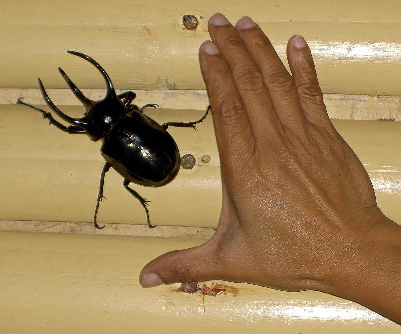 Philippines-84-Sauer-2012.jpg - Philippine beetle (Photo by Rita Sauer)