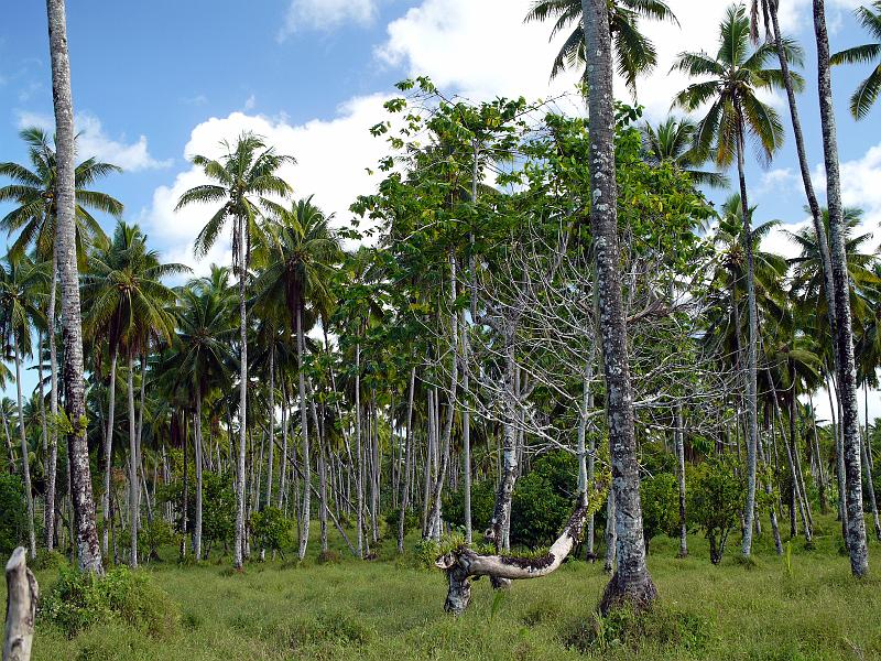 Samoa-60-Seib-2011.jpg - Coconut plantation, centre of Upolu (Photo by Roland Seib)