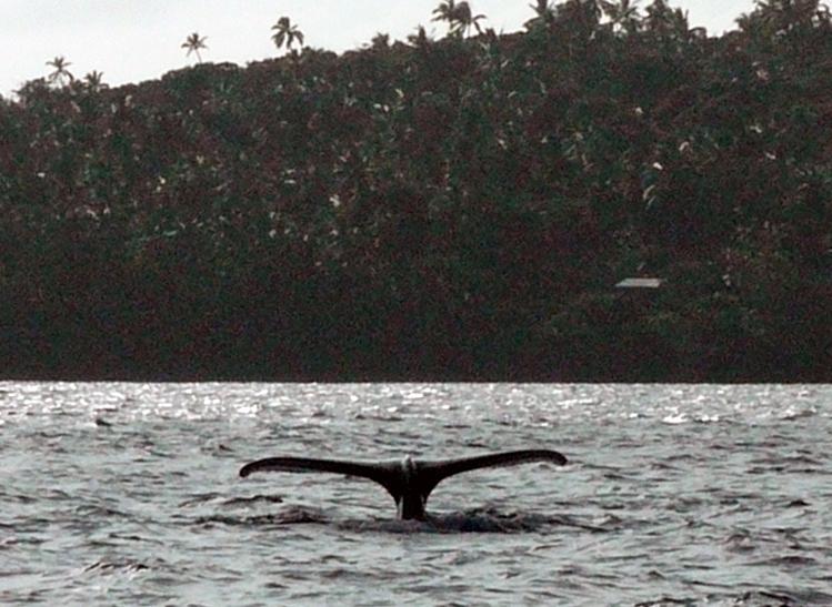 Tonga-66-Seib-2011.jpg - Watching of and diving with Humpback whales at the Vava´u Group (Photo by Roland Seib).
