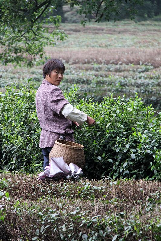 China-23-Unterkoefler-2012.JPG - Tea plants, Xi Hu district, Hangzhou (Photo by Dieter Unterköfler)