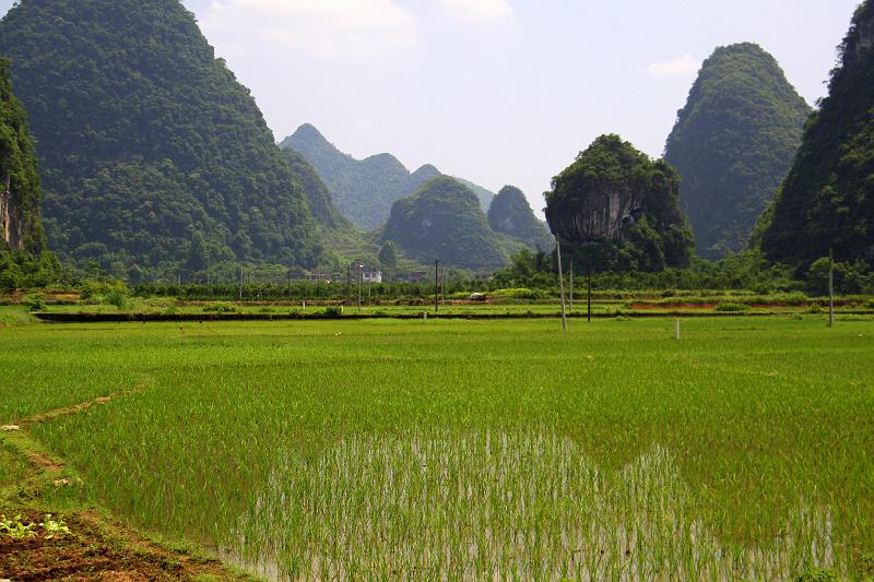 China-32-Unterkoefler-2012.JPG - Yangshuo rice fields (Photo by Dieter Unterköfler)