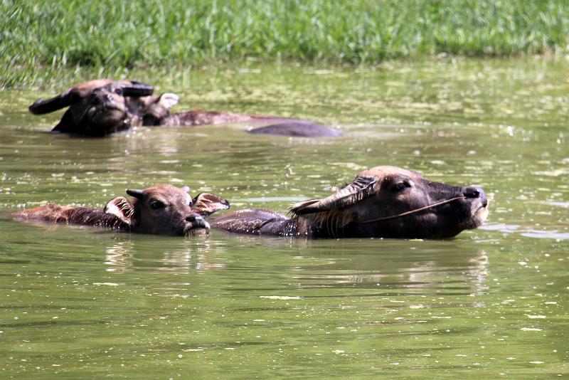 China-33-Unterkoefler-2012.JPG - Yangshuo water buffalos (Photo by Dieter Unterköfler)