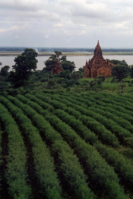 Burma-17-Seib-2002.jpg - Temple and tea plantation (© Roland Seib)