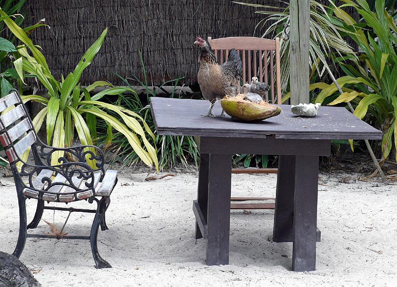 Cook-33-Seib-2011.jpg - Open coconut (Photo by Roland Seib)