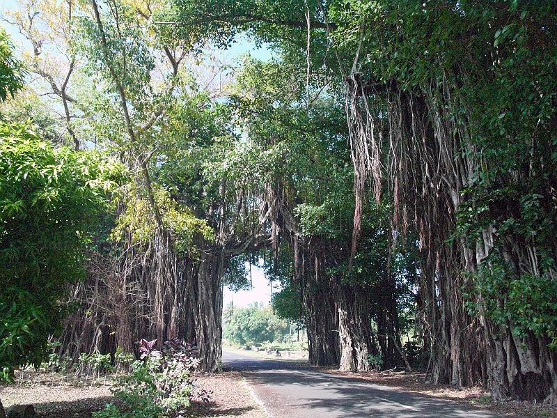 Cook-66-Seib-2011.jpg - Banyan tree near Vaipeka (Photo by Roland Seib)