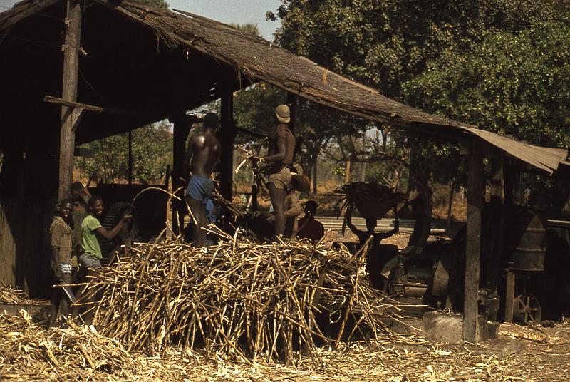 Guinea-11-Seib-1983.jpg - Sugar cane processing (photo: Roland Seib)