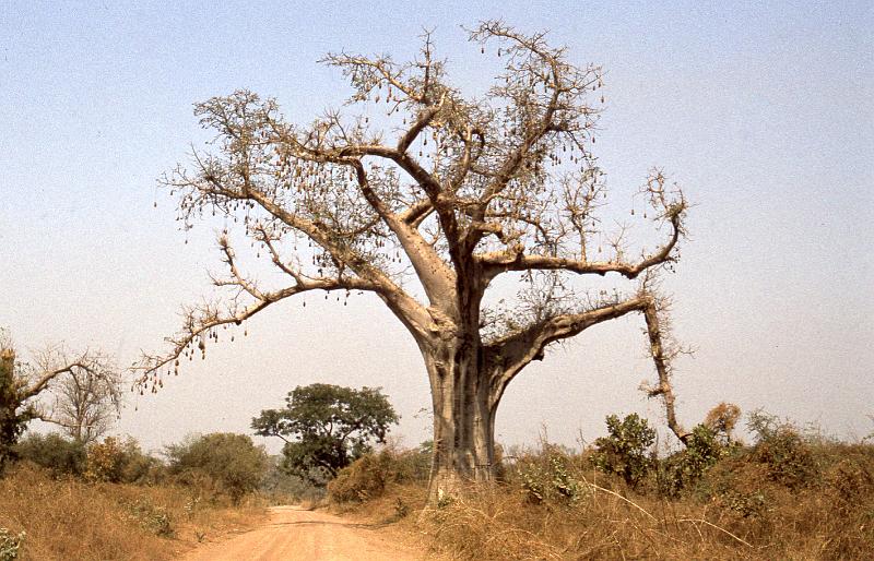 Guinea-12-Seib-1983.jpg - Baobab, Genus: Adansonia (photo: Roland Seib)