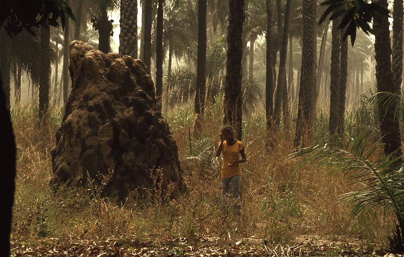 Guinea-14-Seib-1983.jpg - Termite Mound (photo: Roland Seib)
