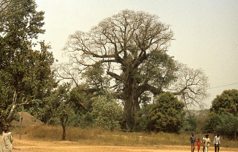 Guinea-35-Seib-1983.jpg - (photo: Roland Seib)