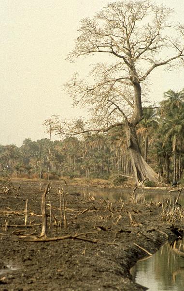 Guinea-38-Seib-1983.jpg - (photo: Roland Seib)