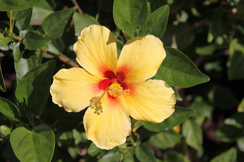 Hawaii-26-Unterkoefler-2010.jpg - Hibiscus, Maui (Photo by Dieter Unterköfler)