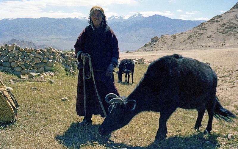 India-55-Seib-1978.jpg - Woman with Yak (© Roland Seib)