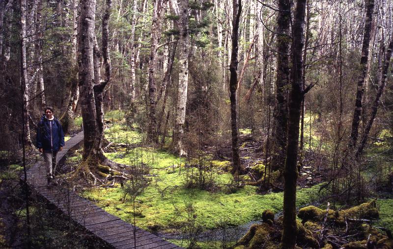 NZ2-30-Seib-1998.jpg - Trekking in the fairy tale forest, Fiordland National Park (photo by Roland Seib)