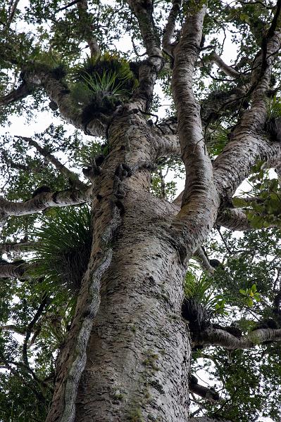 NZ-25-Bertsch-2016.jpg - (Photo by Johannes Bertsch)