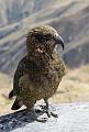 NZ-94-Bertsch-2017