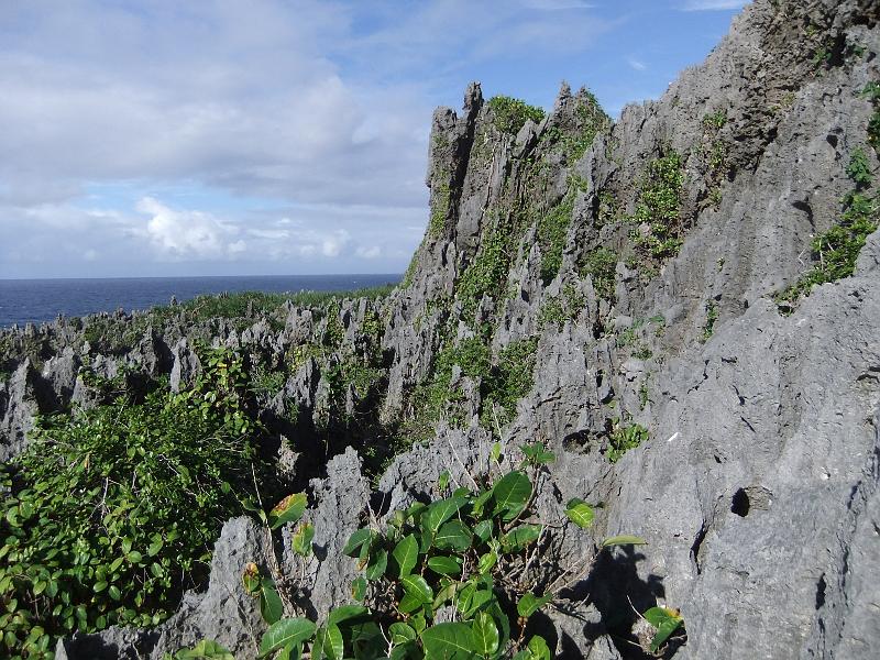 Niue-12-Thode-Arora.JPG - Niue's rock landscape, near Togo Chasm, July 2010 (© Hilke Thode-Arora)