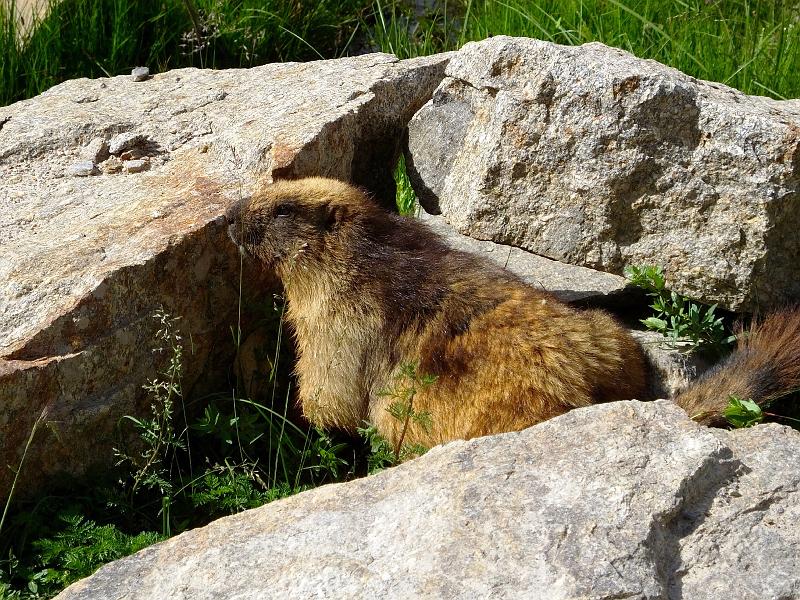 Northindia-33-Wagner-2015.jpg - Himalayan marmot (photo by Jason Wagner)
