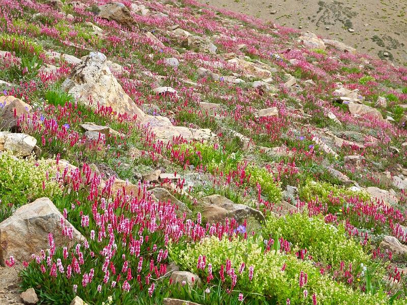 Northindia-81-Wagner-2015.jpg - Wild mountain flowers (photo by Jason Wagner)