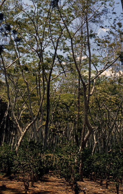 PNG3-18-Seib-1987.jpg - Coffee plantation near Goroka 1987 (Photo by Roland Seib)