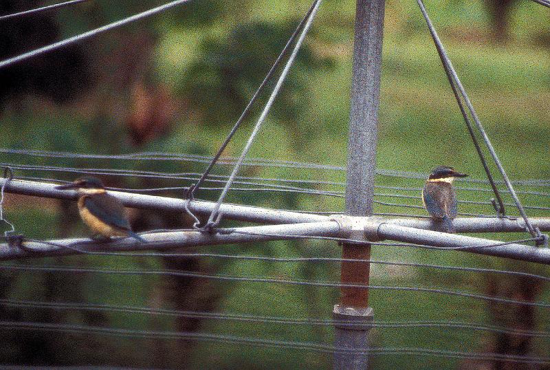PNG3-29-Seib-1998.jpg - Kingfisher (Photo by Roland Seib)