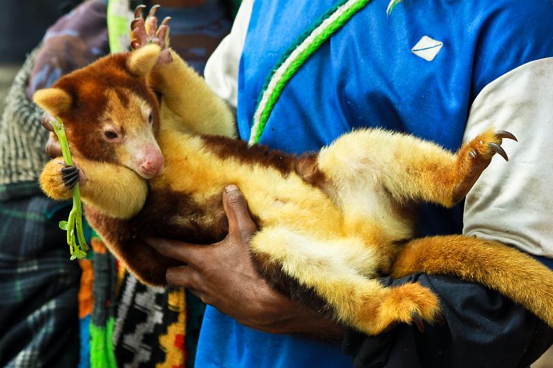 PNG3-39b-Schoenherr-2012.jpg - Tree-kangaroo (kaskas) for sale (200 Kina) at the Goroka Show 2012 (Photo by Till Schönherr)