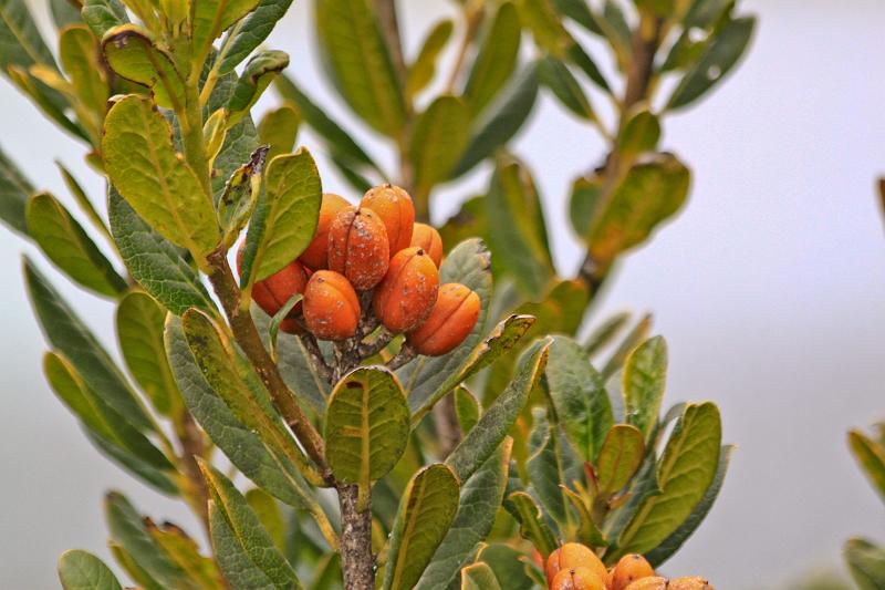 PNG5-26-Schoenherr-2012.jpg - (Photo by Till Schönherr)