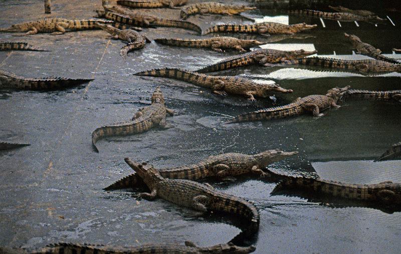PNG6-008-Seib-1996.jpg - Crocodile farm outside of Lae (Photo by Roland Seib)