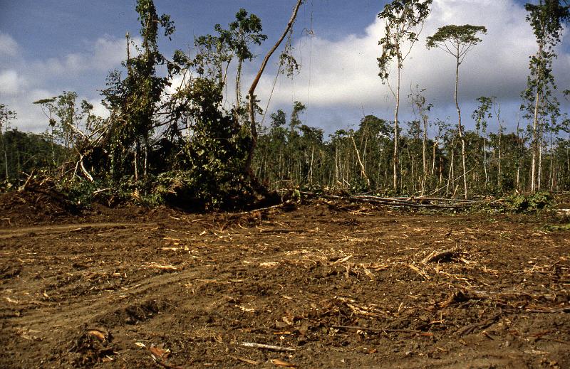 PNG6-041-Seib-1987.jpg - Large scale logging by Japanese company Jant, Gogol Valley, Madang Province 1987 (Photo by Roland Seib)