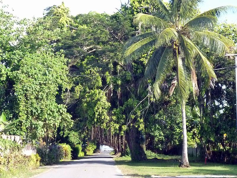 PNG6-062-Seib-2012.jpg - Old trees on Coronation Drive, Madang 2012 (Photo by Roland Seib)