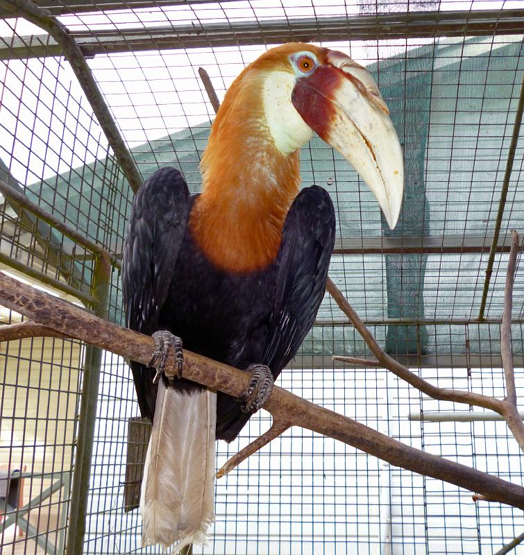 PNG6-071-Seib-2012.jpg - Male Hornbill (Kokomo) in captivity, Madang Resort 2012 (Photo by Roland Seib)