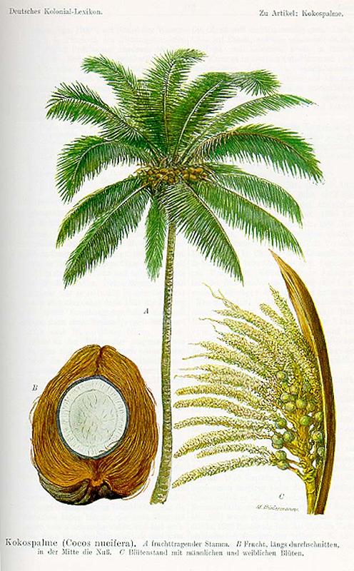 PNG7-22.jpg - Coconut palm (source: Deutsches Kolonial-Lexikon; http://www.ub.bildarchiv-dkg.uni-frankfurt.de/Lexikon-Texte/_tafeln_color/Kokospalme.jpg; 13.2.2013)