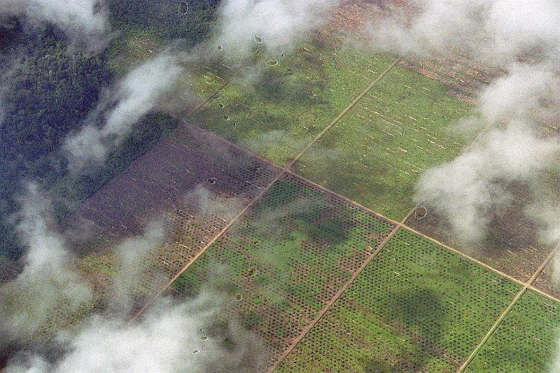Papua1-11-Zoellner.jpg - Oil palm plantation near Lereh (hinterland of Jayapura). At the top: newly cleared  squares where the rainforest was cut down just recently (2007)(Photo by Siegfried Zöllner)