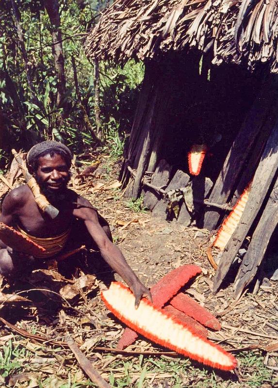 Papua1-22-Zoellner.JPG - Yali man preparing red pandanus fruits for cooking, Angguruk, Yahukimo regency, Highlands (1966)(Photo by Siegfried Zöllner)
