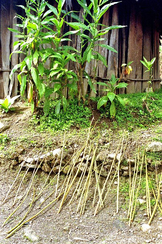 Papua1-49-Zoellner.jpg - Special branches or sticks, material for thread, drying in the sun with tobaco plants in the background, Angguruk, Yahukimo regency, Highlands (2008)(Photo by Siegfried Zöllner)