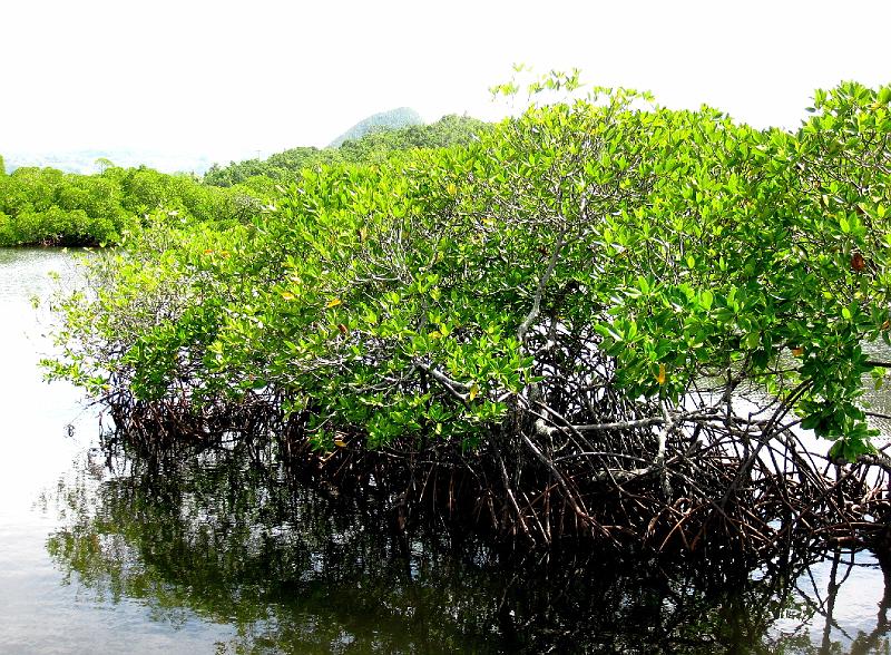 Papua1-72-Zoellner.jpg - Mangroves near Jayapura, Yutefa bay (2011)(Photo by Siegfried Zöllner)