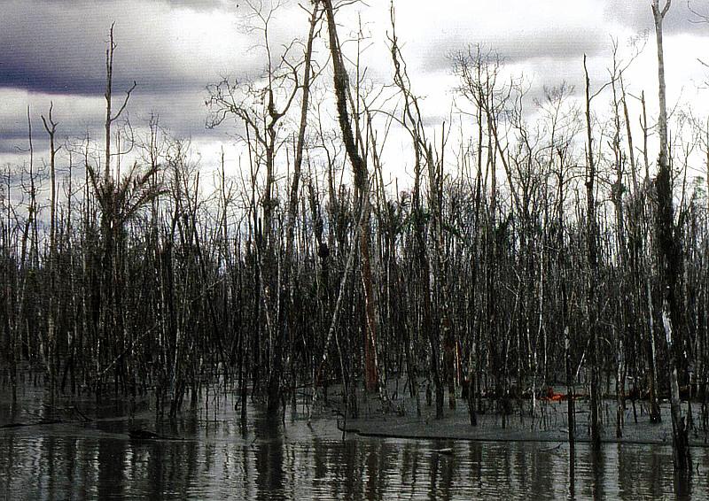 Papua2-20-Zoellner-2008.jpg - These tailings still contain some chemicals used for filtering, and already destroyed several square kilometres of rain forest (Photo by Siegfried Zöllner)