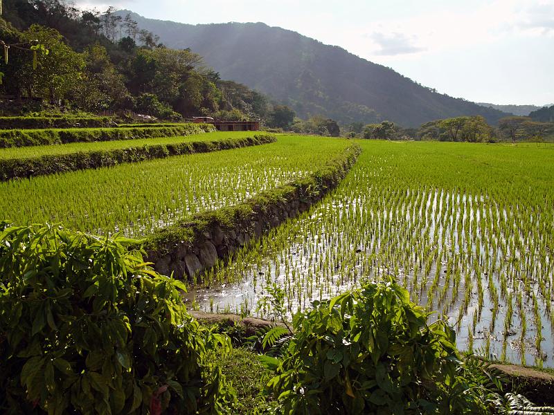 Philippines-26-Seib-2012.jpg - Rice fields near Mapisla (Photo by Roland Seib)
