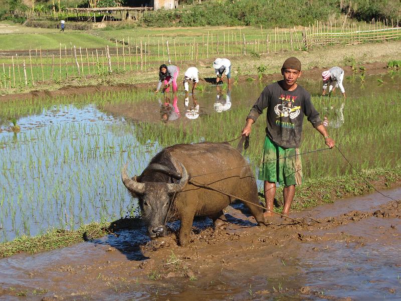 Philippines-28-Zabel-2012.jpg - Water buffalo (carabao) in Poblacion, one of the national symbols of the Philippines (Photo by Dieter Zabel)