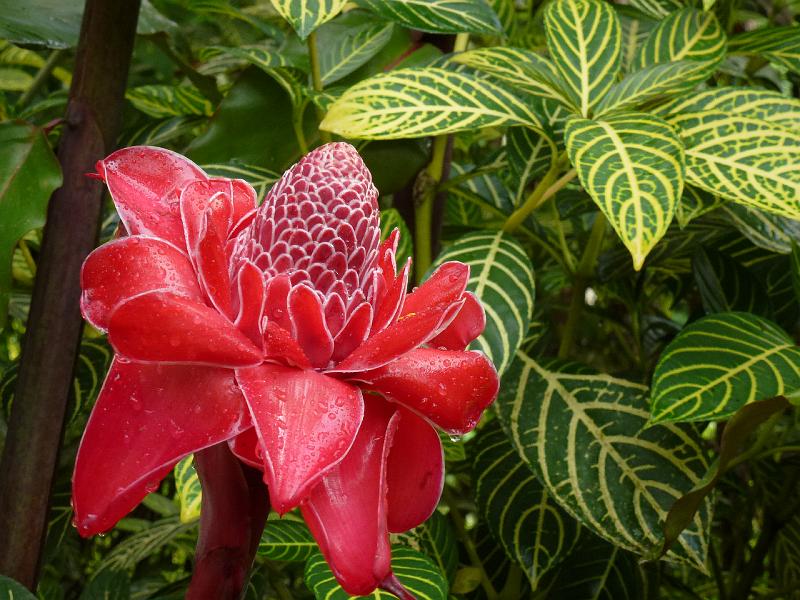 Philippines-83-Gantert-2012.JPG - Torch ginger, Nicolaia elatior (Photo by Stephanie Gantert)