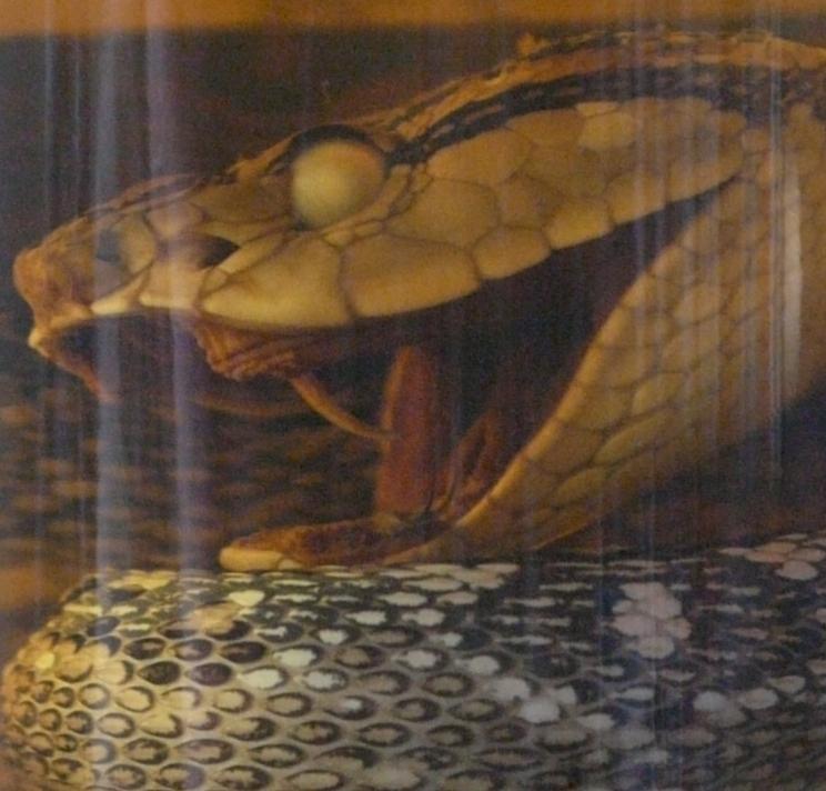 seib-2008-japan-09.JPG - Habu Sake; the snake habu in what is known as awamori, a special alcoholic beverage from Okinawa with medical properties for the indigenous people (© Roland Seib)